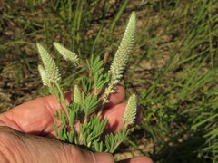 Dalea villosa grisea