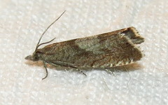 Dichrorampha acuminatana