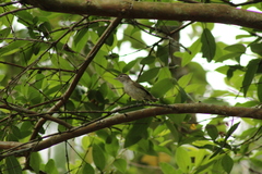 Vireo leucophrys