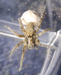 Arctosa emertoni