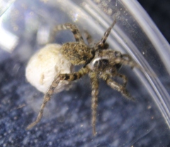 Arctosa emertoni