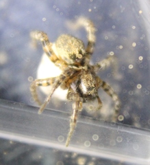 Arctosa emertoni