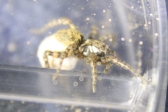 Arctosa emertoni