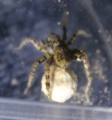 Arctosa emertoni