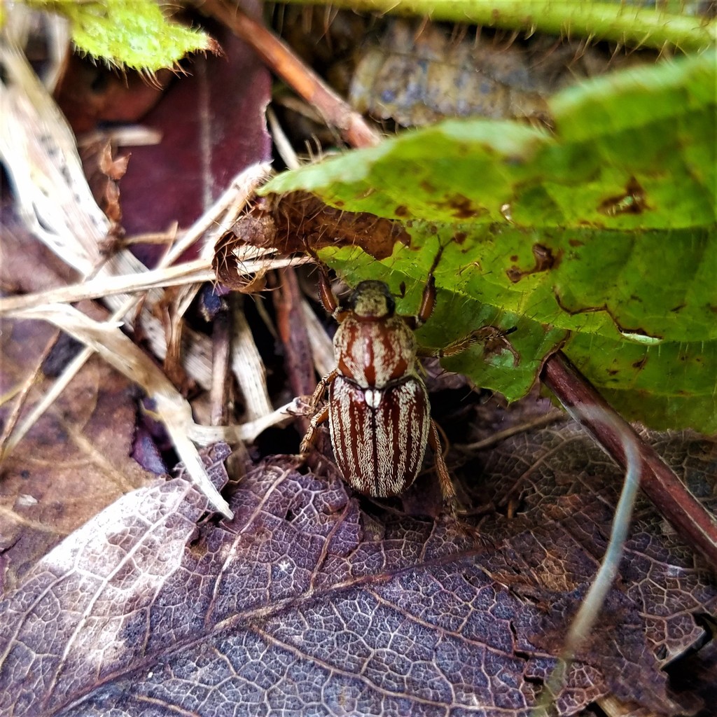 Faula pilatei