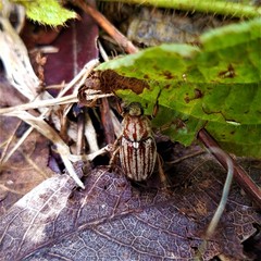 Faula pilatei