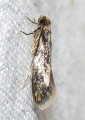 Tineidae clade b