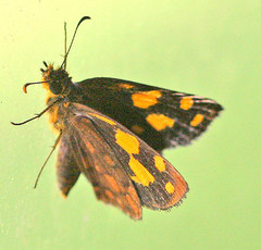 Metisella metis paris