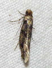 Tineidae clade b