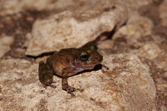 Craugastor yucatanensis