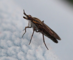 Nebritus