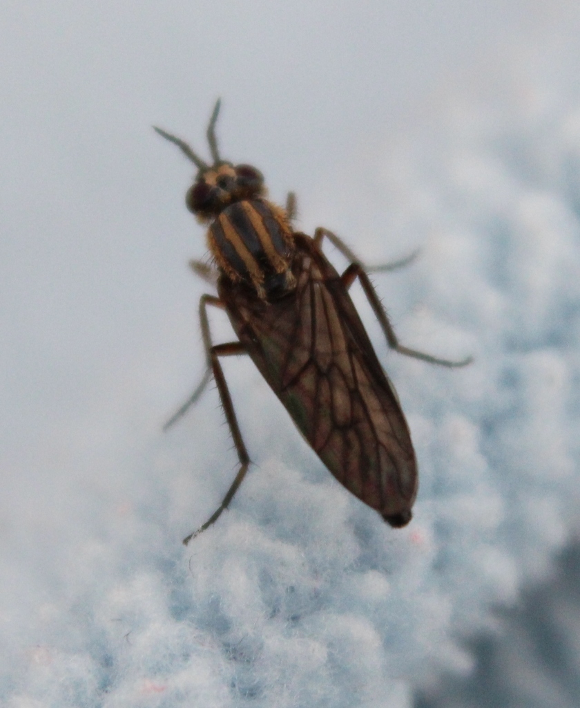 Nebritus tanneri