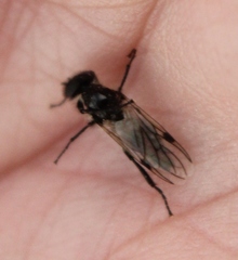 Bibio albipennis