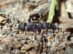 Bothroponera sculpturata