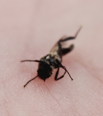 Bibio albipennis