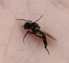 Bibio albipennis
