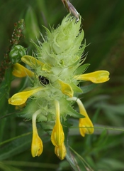 Melampyrum carstiense