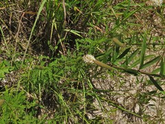 Dalea phleoides microphylla