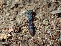 Bothroponera sculpturata