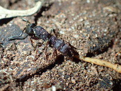 Bothroponera sculpturata