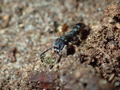 Bothroponera sculpturata