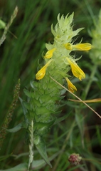 Melampyrum carstiense