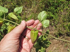 Physalis macrosperma