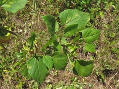 Physalis macrosperma