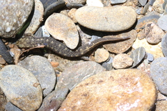 Desmognathus marmoratus