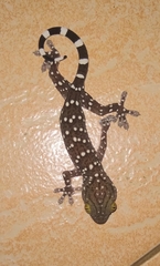 Gekko smithii