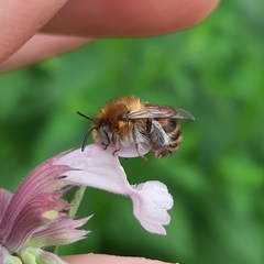 Anthophora quadrimaculata