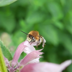 Anthophora quadrimaculata