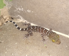Gekko smithii
