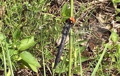 Libellula axilena