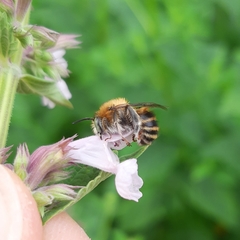 Anthophora quadrimaculata