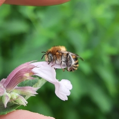Anthophora quadrimaculata
