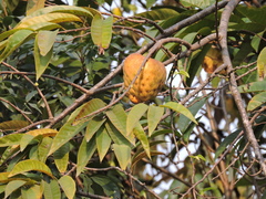 Annona reticulata
