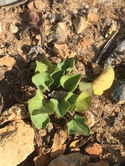 Dichondra occidentalis