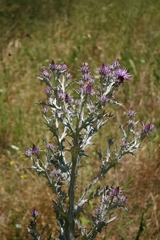 Onopordum caricum