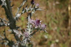 Onopordum caricum