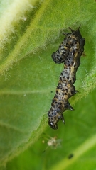 Cucullia verbasci