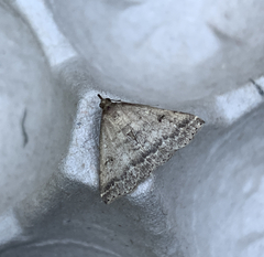 Tetanolita floridana