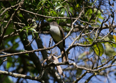 Myiarchus stolidus