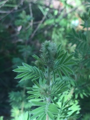 Dalea villosa grisea