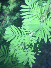 Dalea villosa grisea