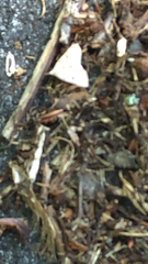 Chytolita morbidalis