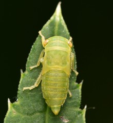 Iassus lanio