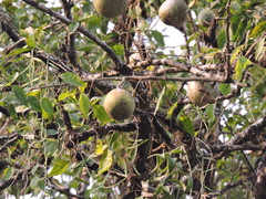 Aegle marmelos