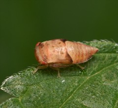 Iassus lanio