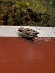 Spectralia gracilipes